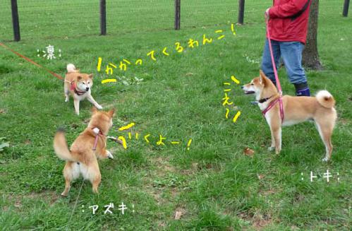 P1370922-AZUKI.jpg