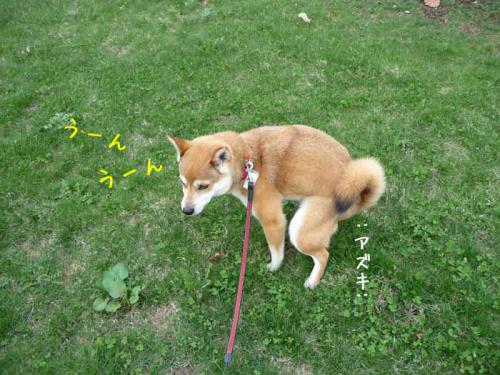 P1370930-AZUKI.jpg