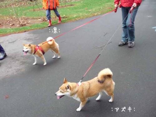 P1370943-AZUKI.jpg