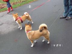 P1370944-AZUKI.jpg