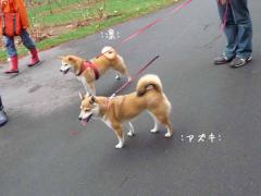 P1370945-AZUKI.jpg