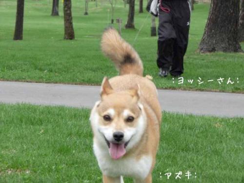 P1370958-AZUKI.jpg