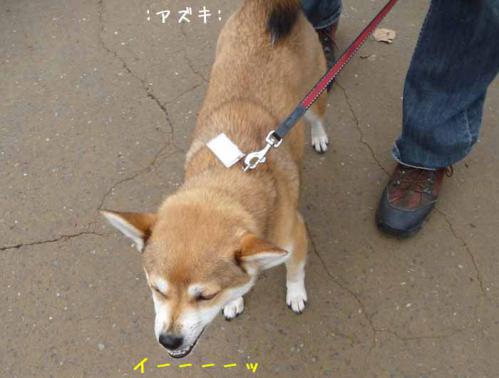 P1370977-AZUKI.jpg