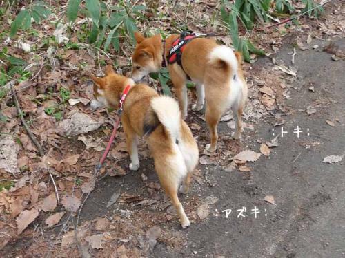 P1380019-AZUKI.jpg