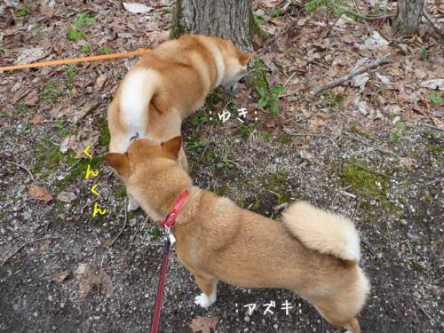 P1380024-AZUKI.jpg