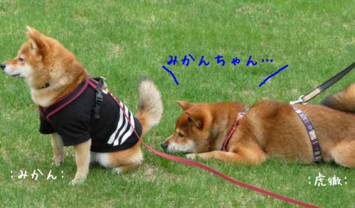 P1380032-AZUKI.jpg