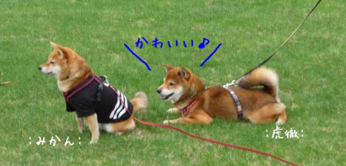 P1380034-AZUKI.jpg