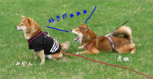P1380035-AZUKI.jpg