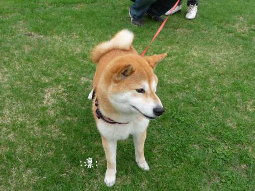 P1380052-AZUKI.jpg