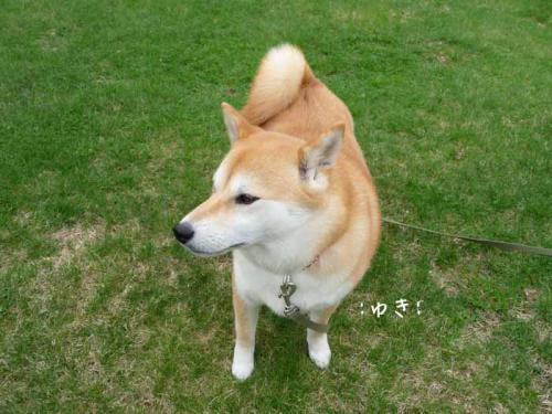 P1380054-AZUKI.jpg