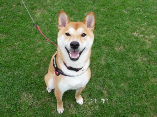 P1380057-AZUKI.jpg