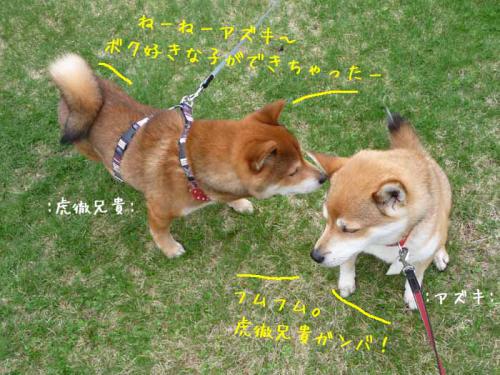 P1380070-AZUKI.jpg