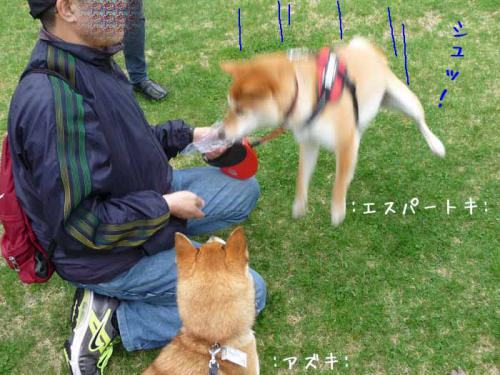 P1380099-AZUKI.jpg