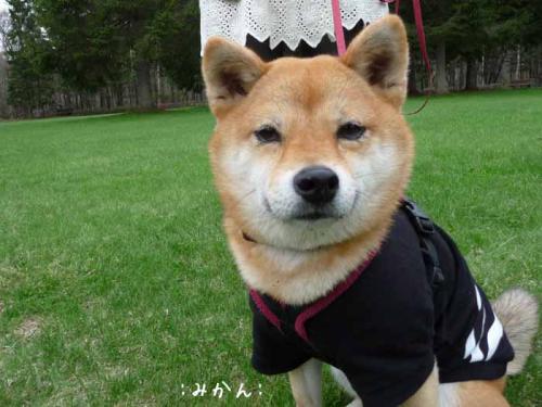 P1380110-AZUKI.jpg