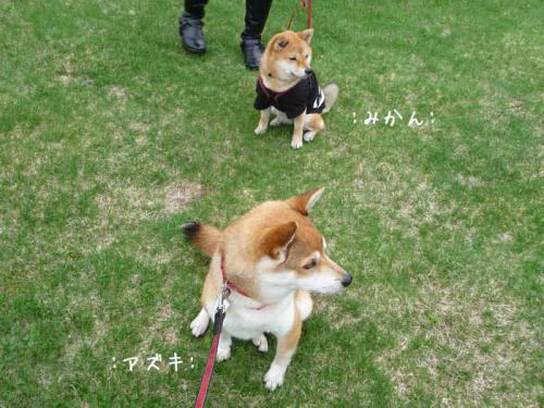 P1380113-AZUKI.jpg