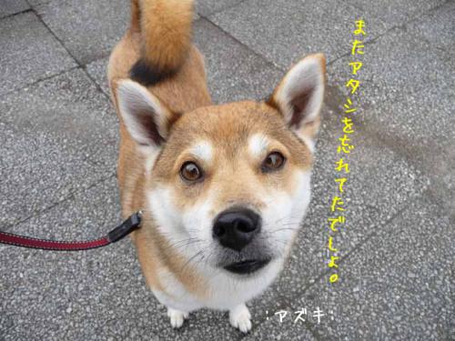 P1380133-AZUKI.jpg