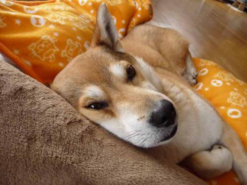 P1380213+AZUKI.jpg