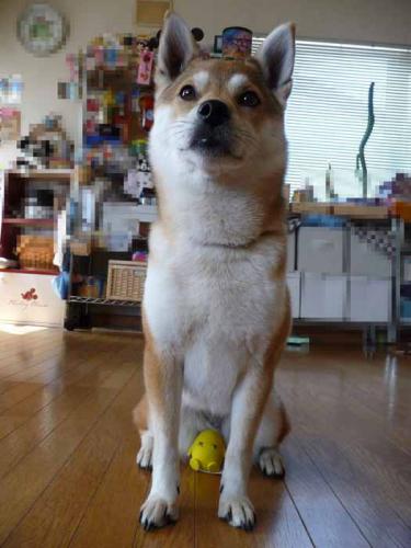 P1380426-AZUKI.jpg