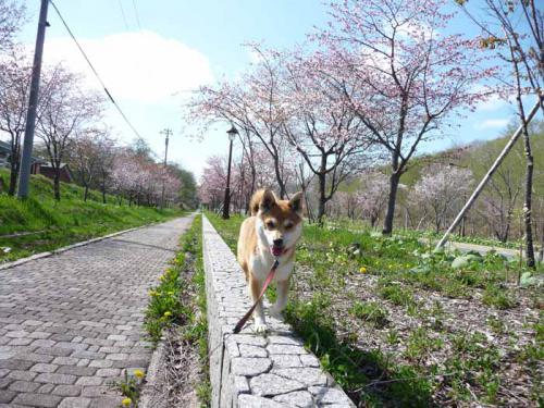P1380623-AZUKI.jpg