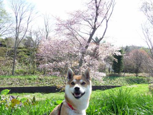 P1380628-AZUKI.jpg