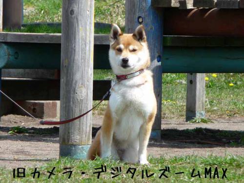 P1380669-AZUKI.jpg