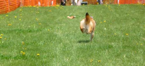 P1380730+AZUKI.jpg