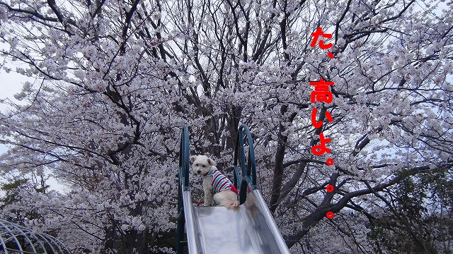 s-DSC01193.jpg