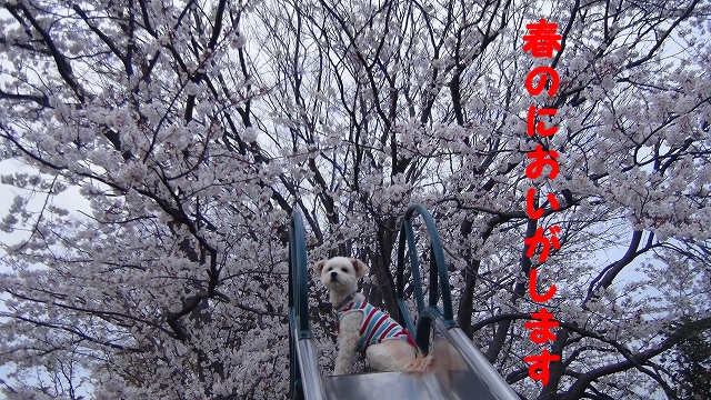 s-DSC01194.jpg