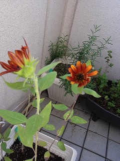 RIMG0055.jpg