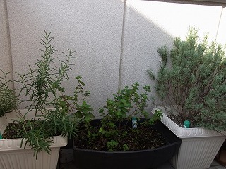 RIMG0057.jpg