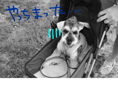 snap_baron20101214_201291121452.jpg