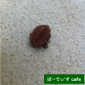 種