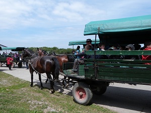 P1010526.jpg