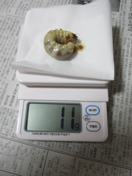 WF1-№1