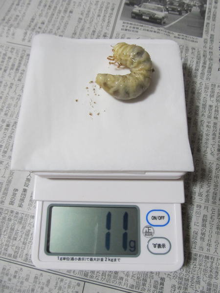 WF1-№3
