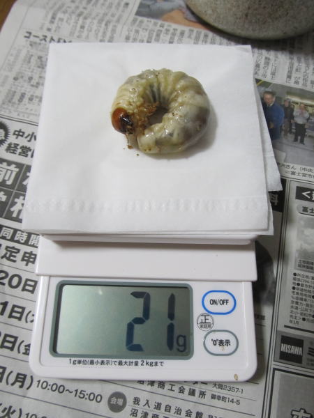 YG847