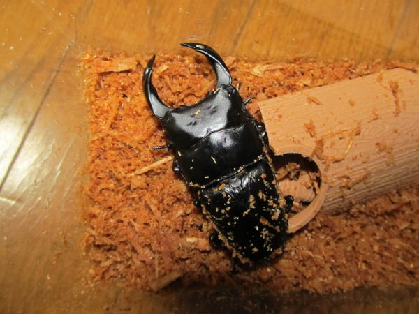 YG79.5mm♂