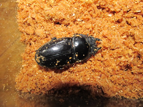 YG52mm♀