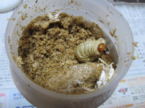 山梨産♀