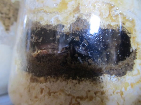 本土ヒラタ♀羽化-2013/04/23