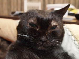 20120513saku1.jpg