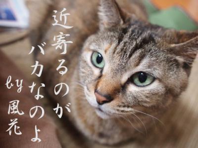 P2295333のコピー