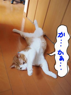 P7296186のコピー