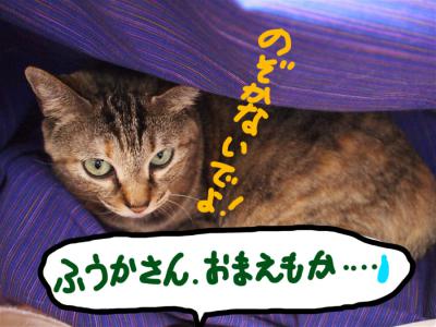 P7296187のコピー