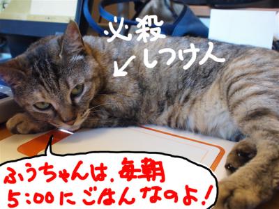 P7196126のコピー