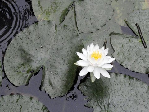 散策