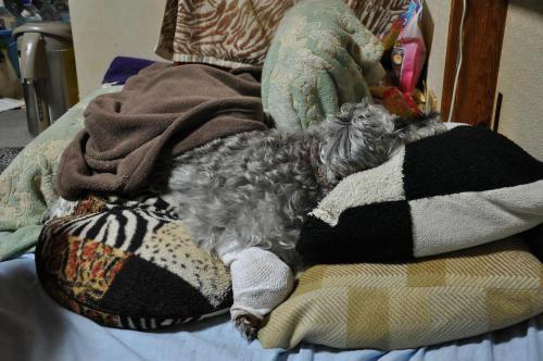 DSC_0016_convert_20121024222324.jpg