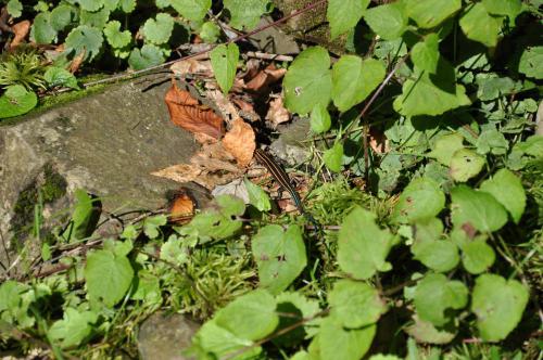 DSC_0042_convert_20120904232043.jpg