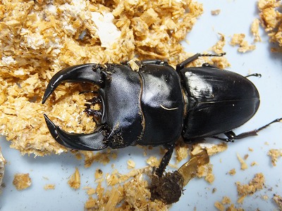 DSCF1248.jpg