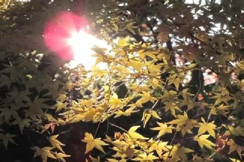 紅葉 14